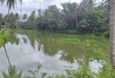 Perikanan Darat  Jadi Harapan Ekonomi Warga, Pringsewu Terus Dongkrak Produksi Ikan 