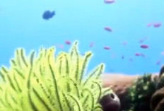 Dari Hari Laut Sedunia hingga Napak Tilas Tokoh Nasional, Ini Deretan Fakta Unik 8 Juni 