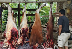 Harga Daging Sapi di Mesuji Stabil Jelang Natal dan Tahun Baru