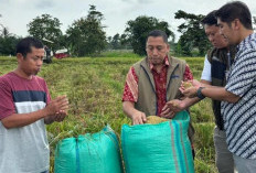 Bulog Lampung Punya PR Besar: Serapan GKP Masih 25,58 Persen dari Target 430 Ribu Ton