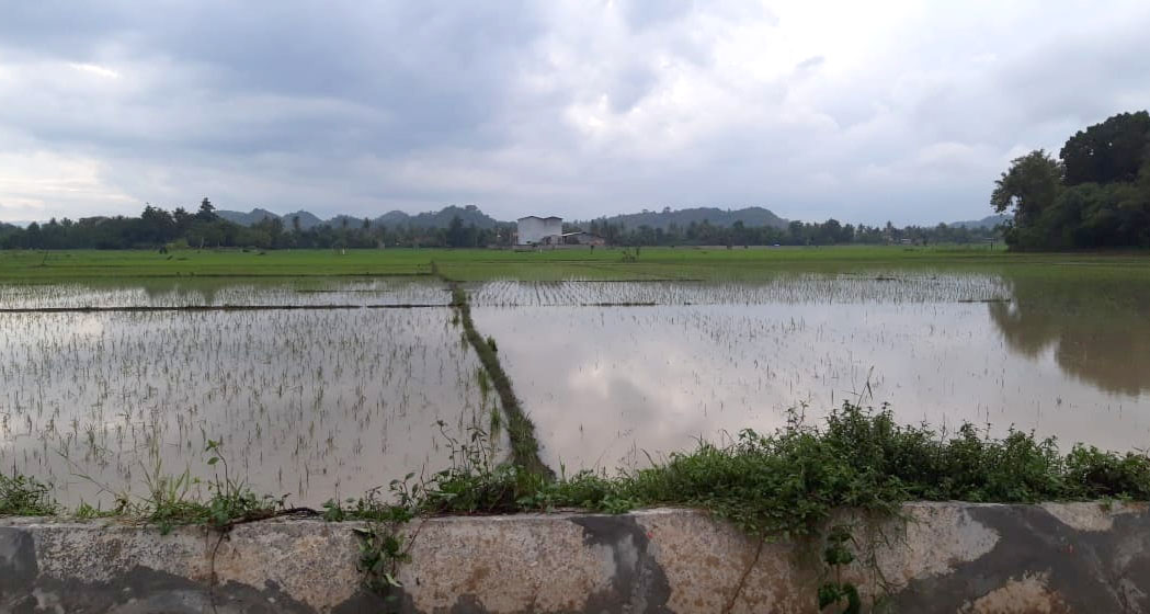 Dampak Banjir, 475 Hektare Sawah Terendam