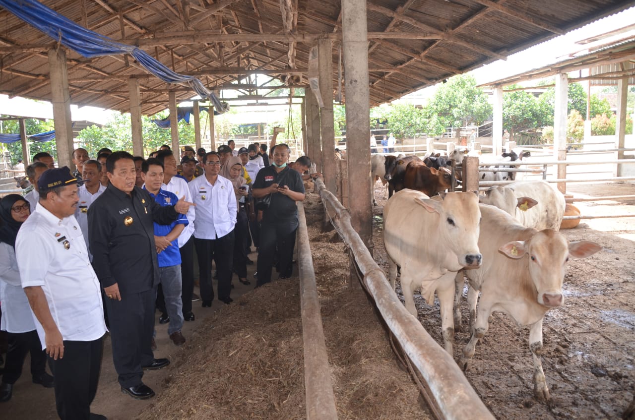 Arinal Optimis Lampung Punyuplai Daging Terbesar di Indonesia