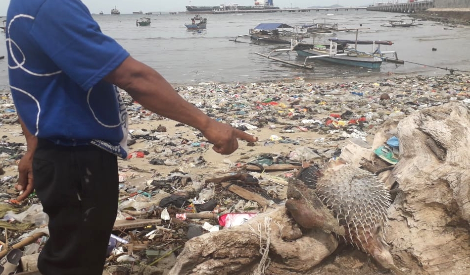 Ini Kenapa? Ikan-ikan di Pantai Panjang Banyak Mati