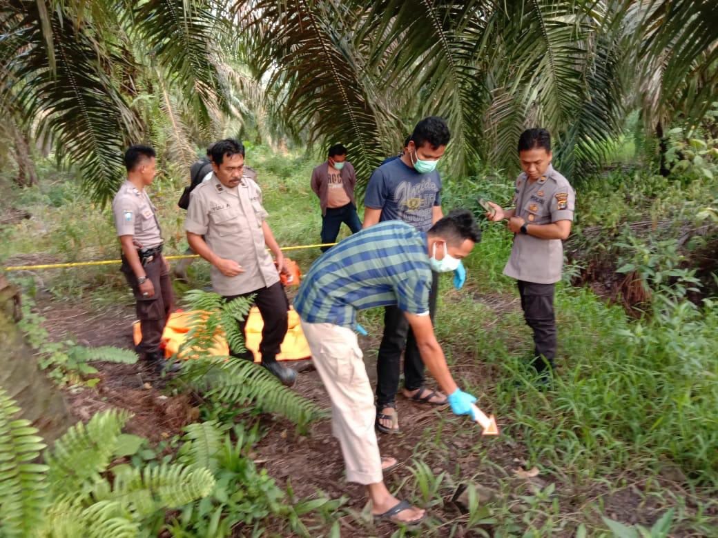 Ditemukan Fosil Manusia di Tengah Kebun Sawit, Ada yang Merasa Kehilangan Sanak Saudara?