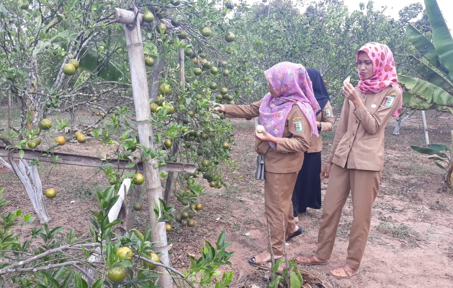 Bayar Rp10 Ribu, Makan Jeruk Sepuasnya di Batanghari Ogan