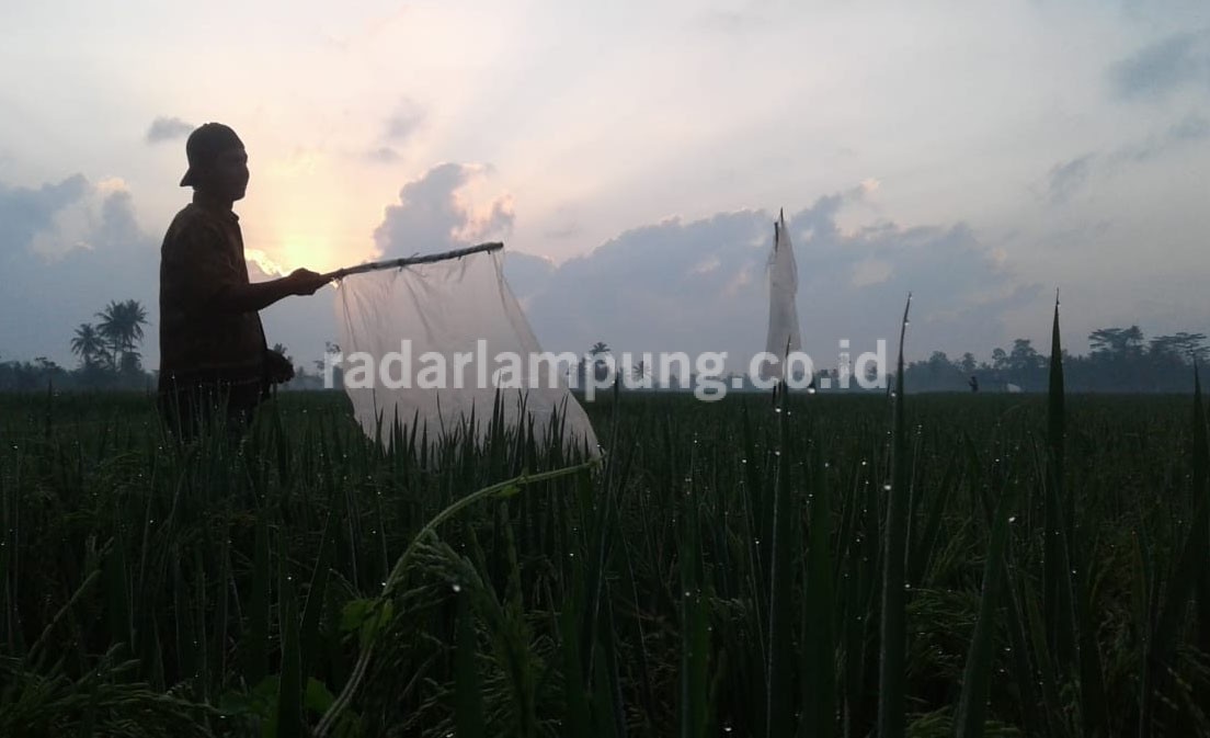 Hama Burung Membuat Petani di Pagelaran Kalang Kabut