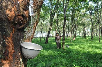 Kemarau, Petani Karet Mesuji Kian Was-was