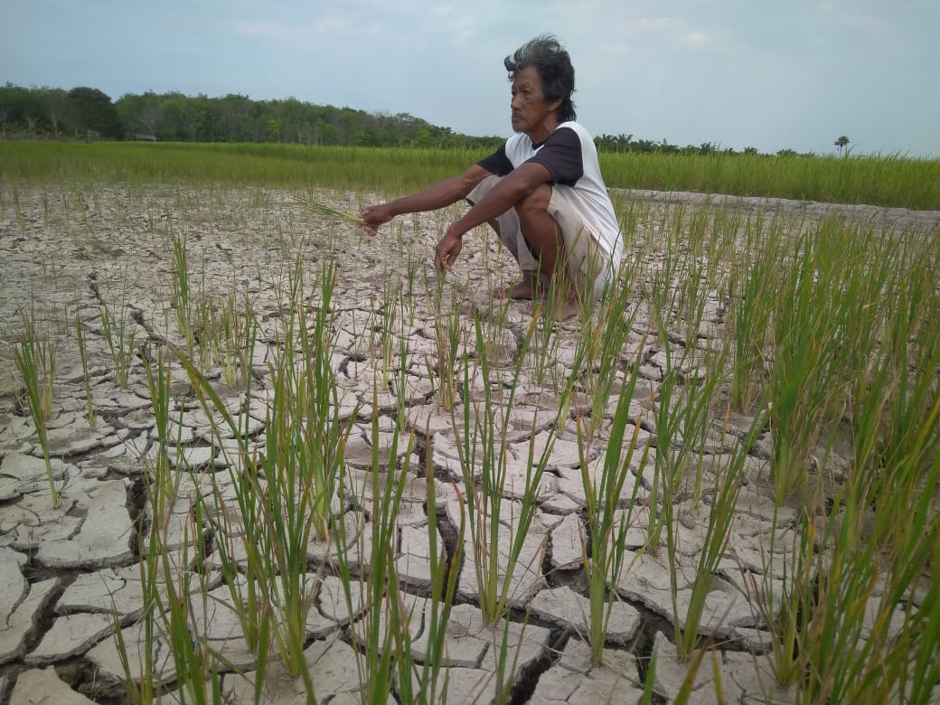 Terancam Gagal Panen Akibat Sawah Kekeringan, Petani di Tuba Menjerit