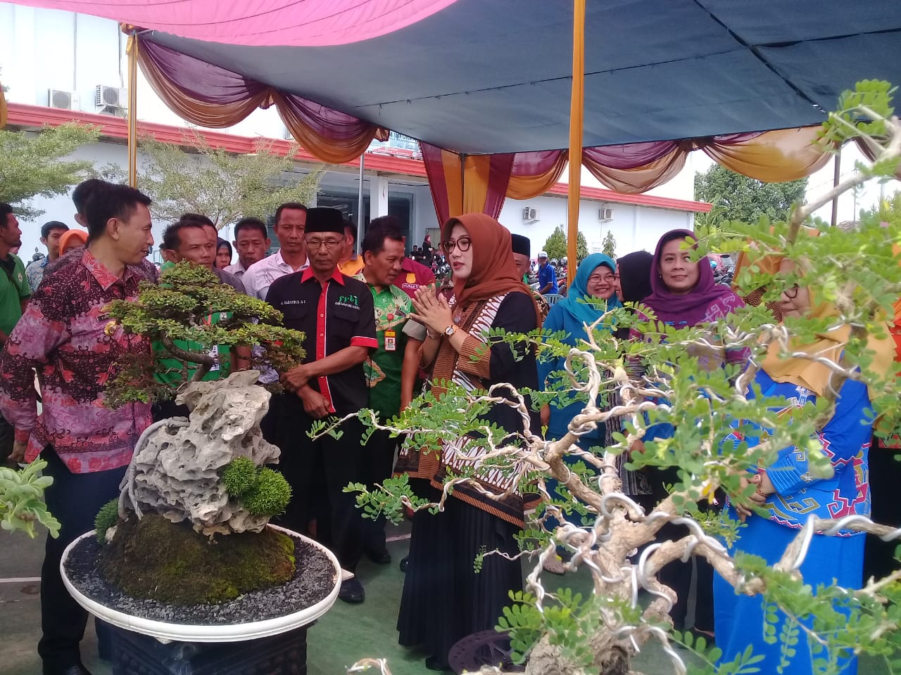 Dorong Seni Bonsai jadi Industri Kreatif Lampura