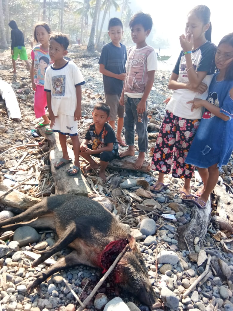 Diserang Babi Hutan, Seorang Lansia Kehilangan Jari Kaki