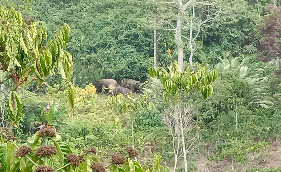 Waspada! Belasan Gajah Turun ke Perbatasan Suoh-Tanggamus