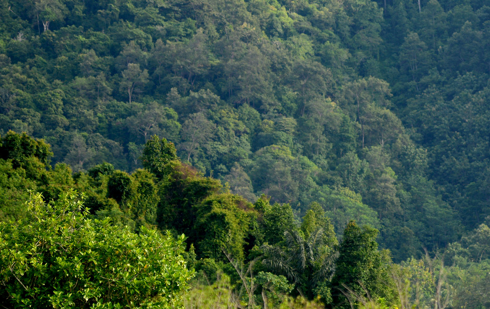 Siapkan Program Pelestarian Dengan Pemanfaatan Lokasi Sekitar Hutan Lindung