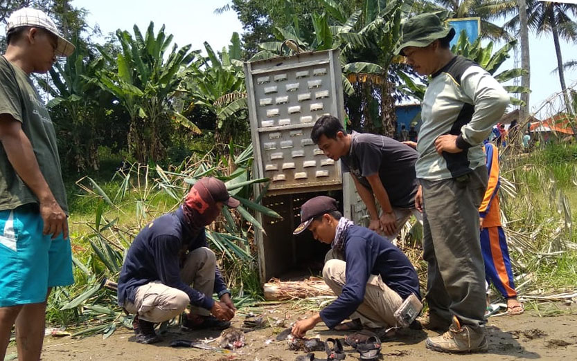 Warga Terlalu Ramai, Perangkap Buaya Masih Kosong