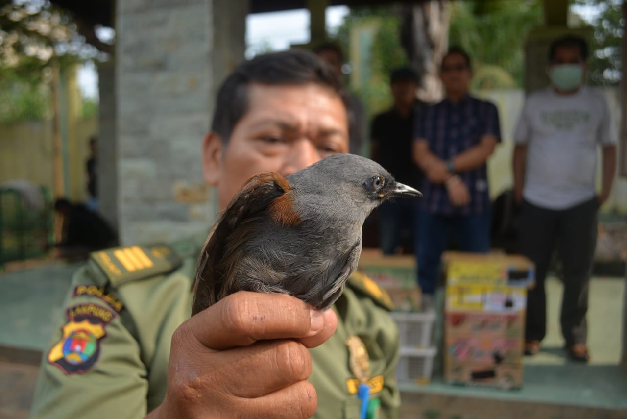 Terungkap, Modus Baru Penyelundupan Ratusan Burung Tanpa Dokumen dan Dilindungi