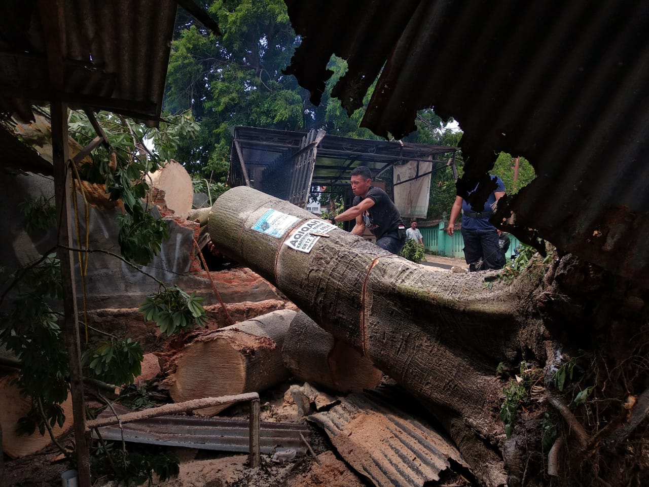 Pohon Berdiameter 150 Cm Tumbang Timpa Pagar Sekolah