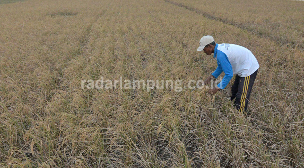 BMKG Ingatkan Petani, Antisipasi Kemarau Sejak Dini