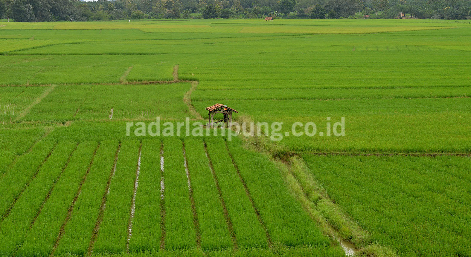 Petani Lampung Rasakan Manfaat Pupuk Subsidi serta KUR Pertanian
