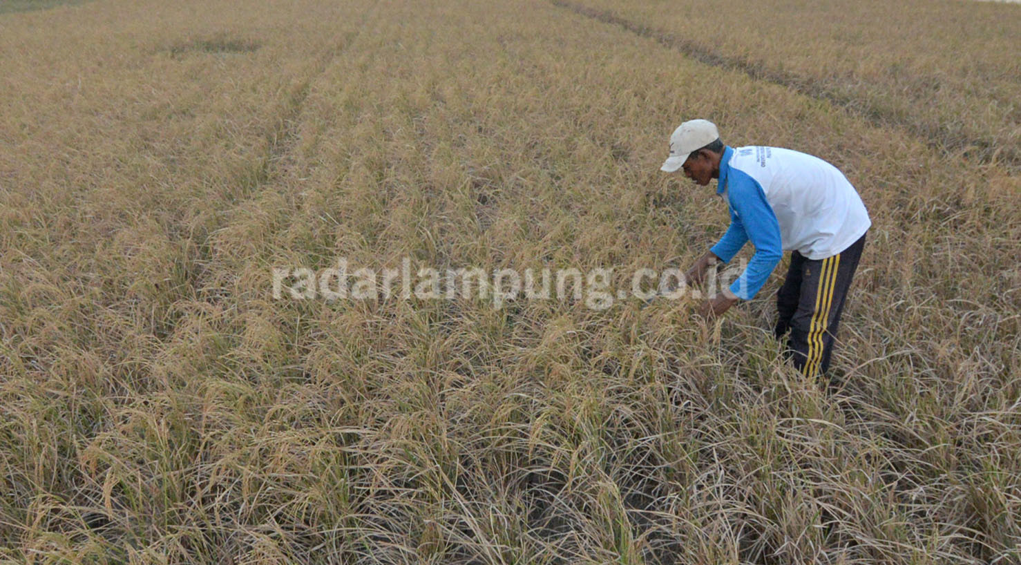 Siasati Kekurangan Air Dengan Mengubah Pola Tanam