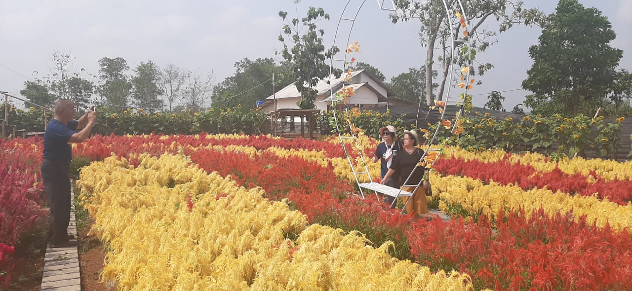 Hanya Rp10 Ribu, Foto Sepuasnya di Taman Bunga Celosia