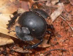 Dung Beetle, Kecil-Kecil Cabe Rawit