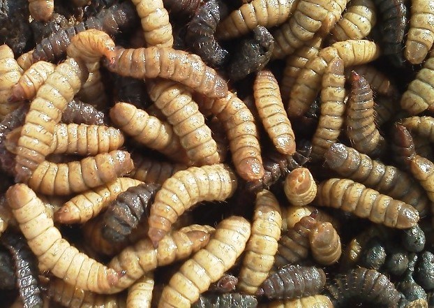 Teliti Maggot untuk Pakan Kambing