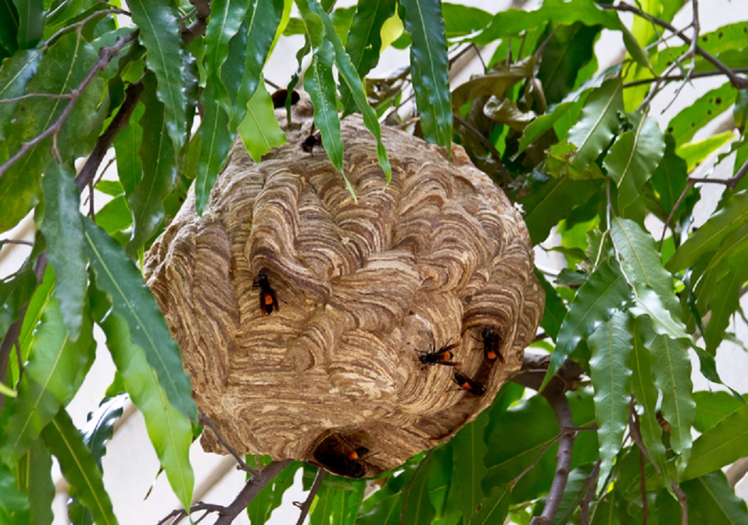 Sebulan, BPBD Terima 10 Laporan Lebah Vespa