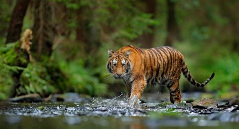 Tertangkap di Muaraenim, Harimau Sumatera Dibawa ke TWNC