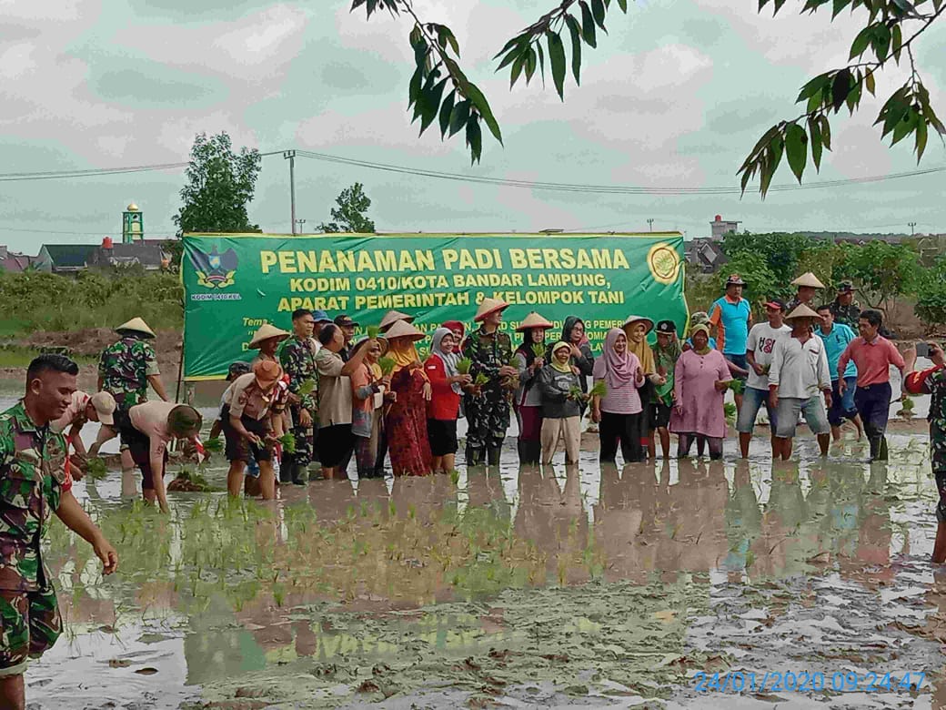 Bersama Kelompok Tani, Dandim 0410/KBL Tanam Padi