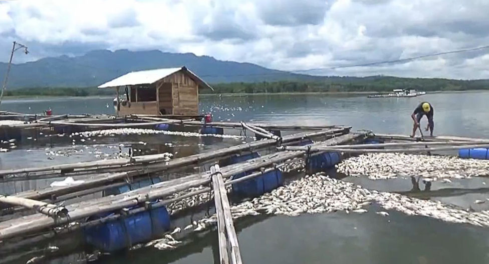 Puluhan Ton Ikan Mati, Petani Gigit Jari Menanggung Hutang