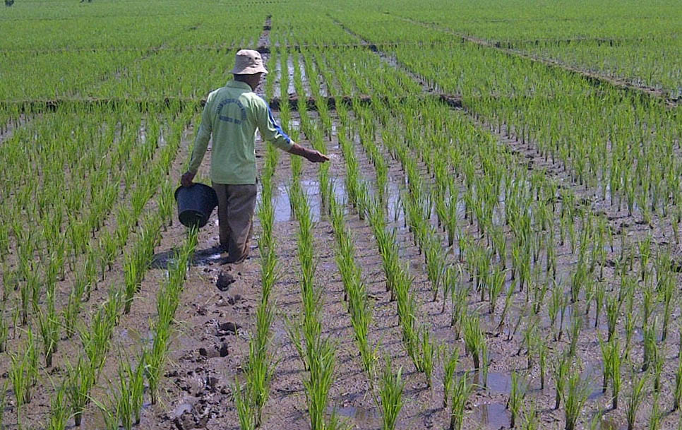 Petani Minta Pemerintah Jamin Ketersediaan Pupuk