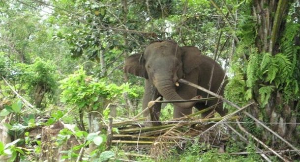 Waspada! Belasan Gajah di Suoh Lebih Beringas