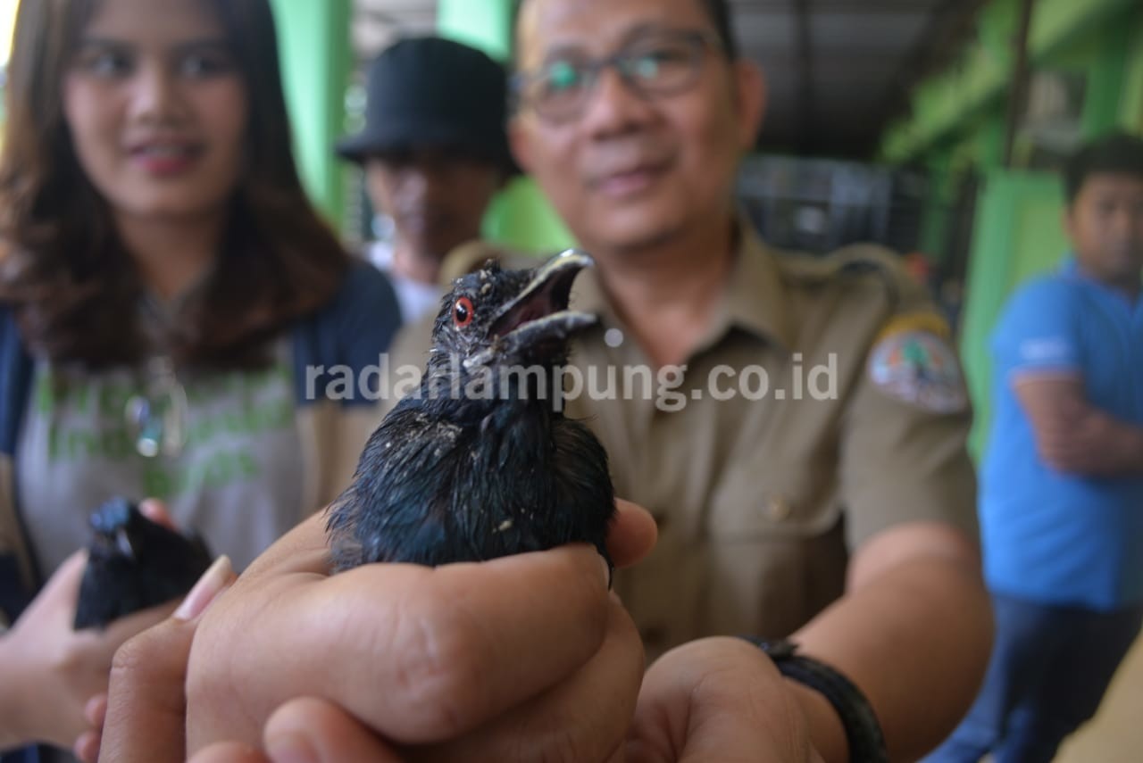 Ratusan Burung Liar Tak Bersertifikat Asal Bengkulu Diamankan Petugas Gabungan