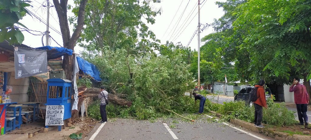 Disenggol Mobil Truk Box, Pohon Usia Puluhan Tahun Tumbang di Jl. Emir M Nur Sumur Putri