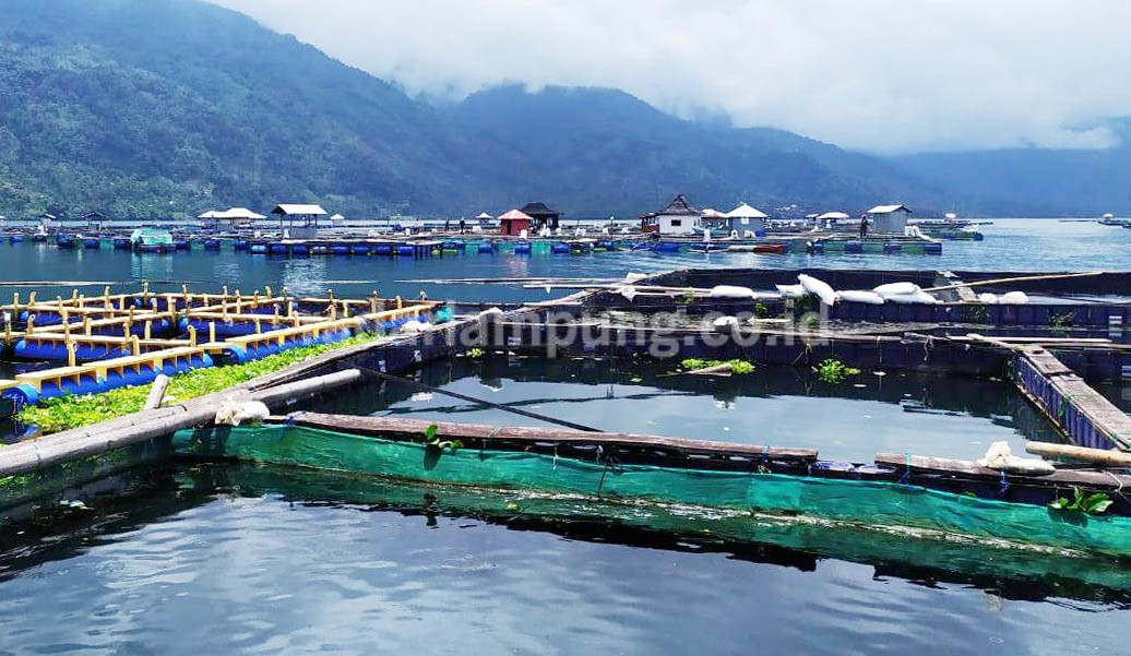 Produksi Ikan Air Tawar di Lambar Capai 650 Ton Per Bulan