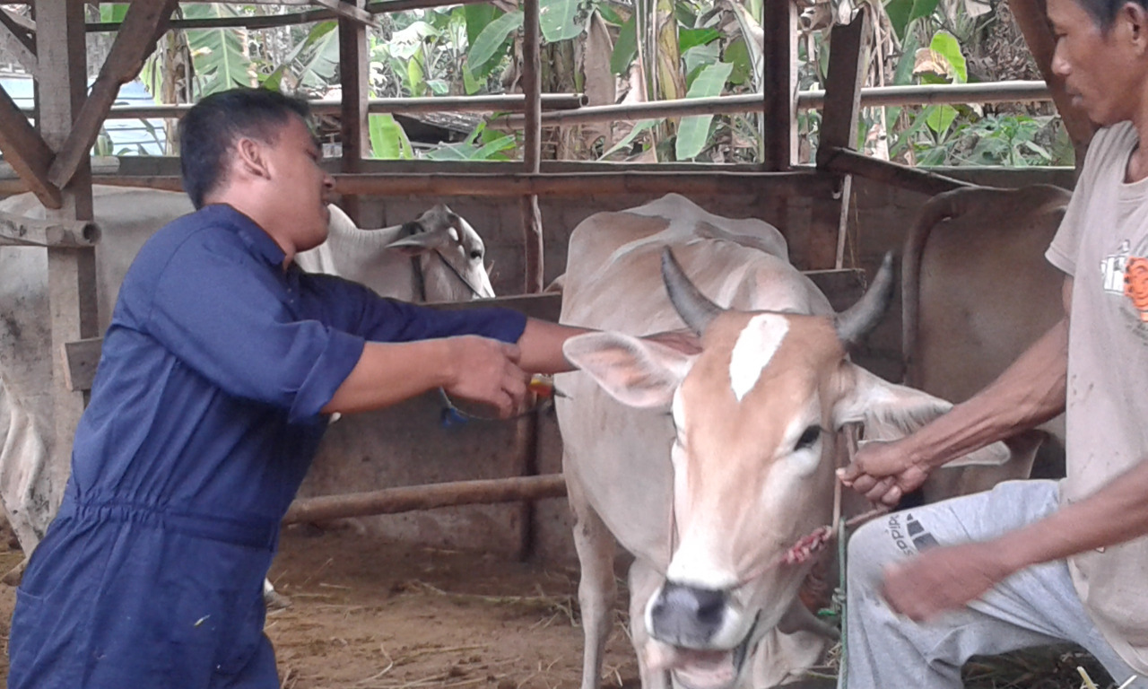 Seratusan Sapi di Tubaba Terserang BEF