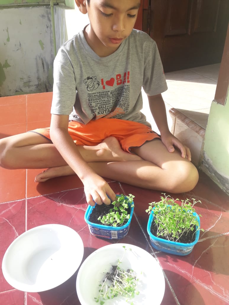 Jenuh di Rumah karena Pandemi Corona? Yuk Coba Tanam Microgreen!