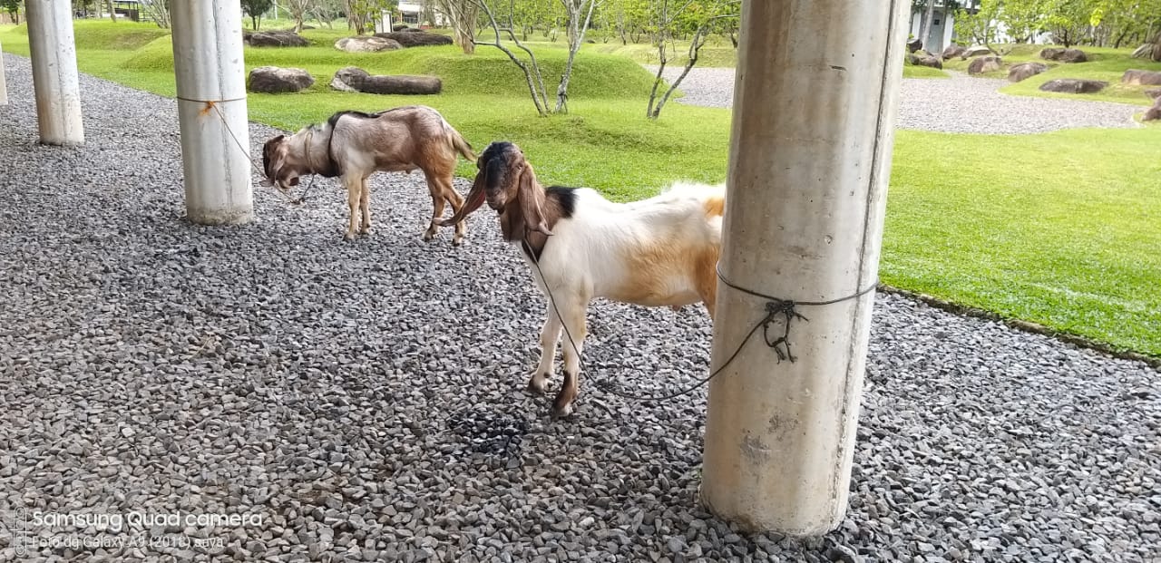 Bayar Nazar, Umar Ahmad Serahkan Kambing ke RSUD Tubaba