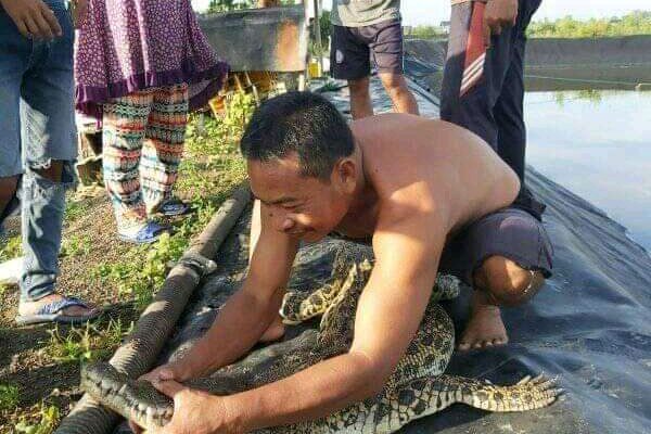 Warga Bratasena Tangkap Buaya di Area Tambak Udang