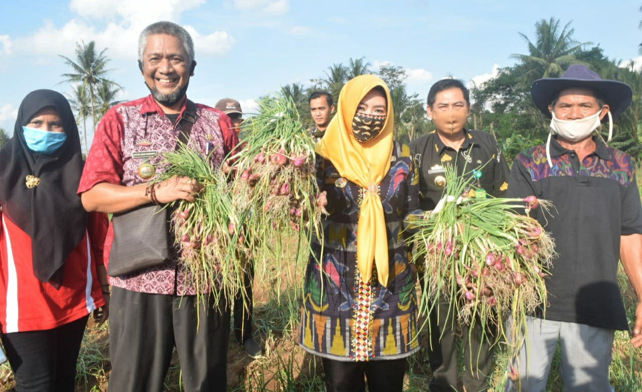 Panen Perdana, Bupati Harapkan Bawang Merah Jadi Komoditas Andalan Tanggamus