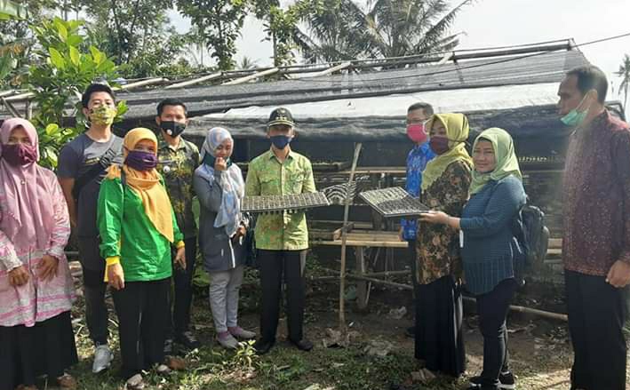 Berhasil, Pengembangan Bawang Merah Dalam Polybag