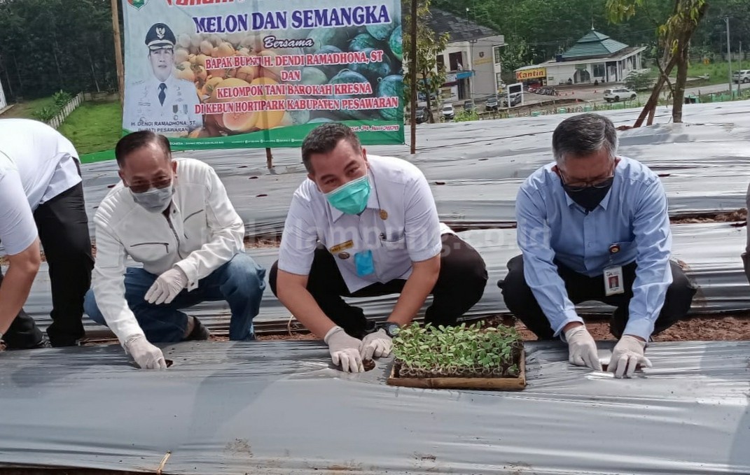 Tanam Perdana Golden Melon, Ini Harapan Bupati Dendi