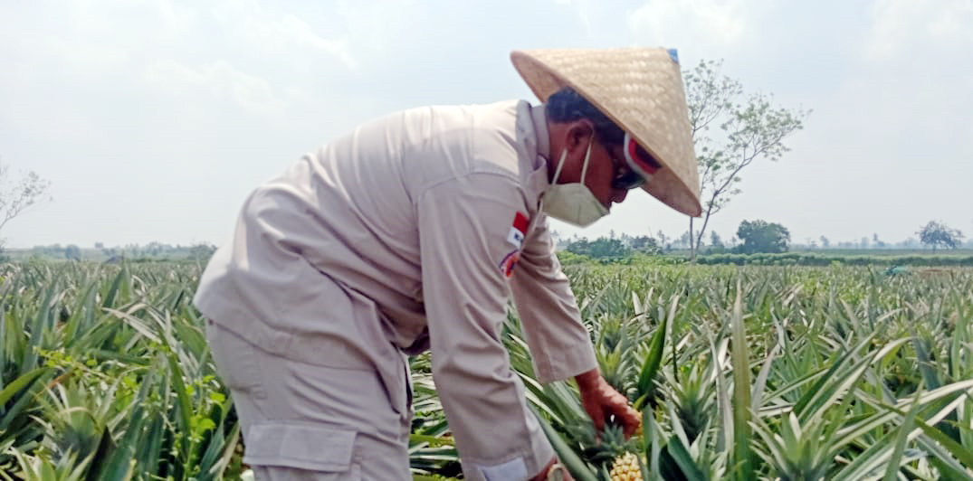 Loekman Berharap Petani Singkong Beralih Tanam Nanas