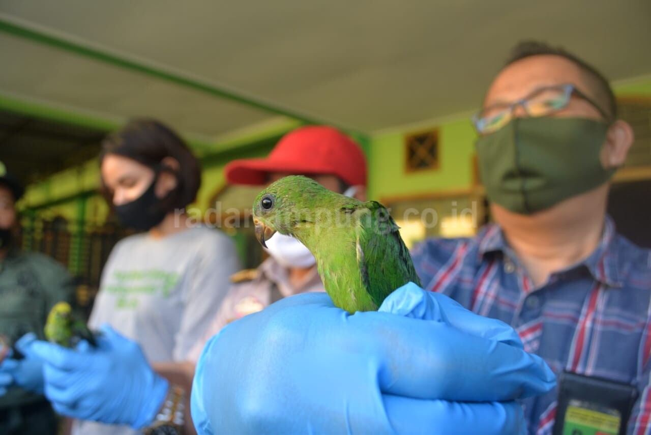Tiga Daerah di Lampung Jadi Lokasi Penampungan Burung Ilegal