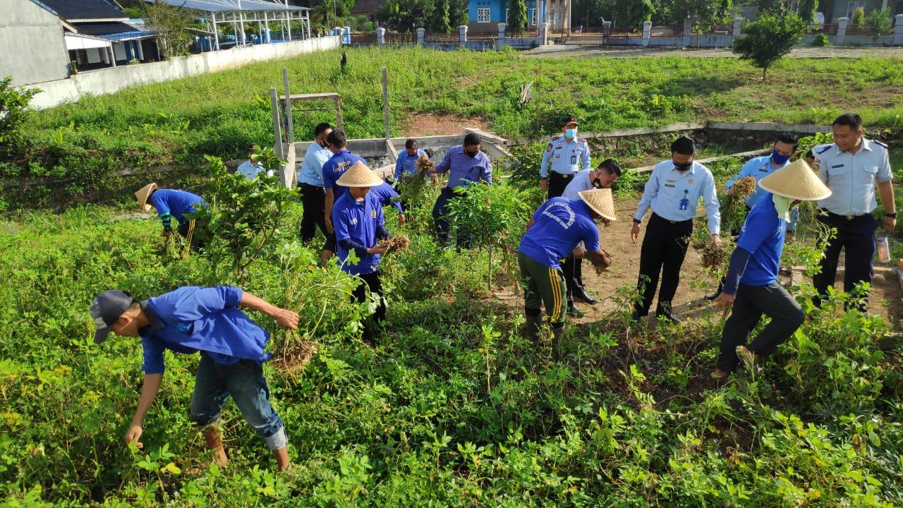 Lapas Kelas IIB Waykanan Panen Kacang Tanah Organik