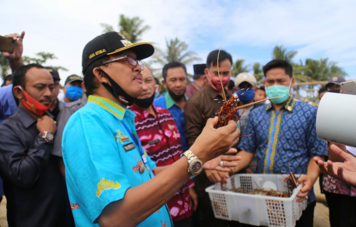 Bupati Pesbar Ikut Pelepasliaran Lobster Hasil Budidaya