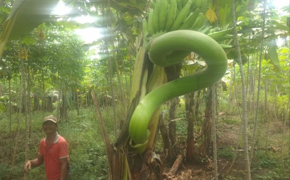 Unik, Ini Tandan Pisang Atau Ular?