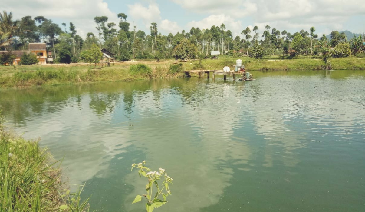 Pandemi Virus Corona, Daya Beli Hasil Panen Ikan Air Tawar Anjlok