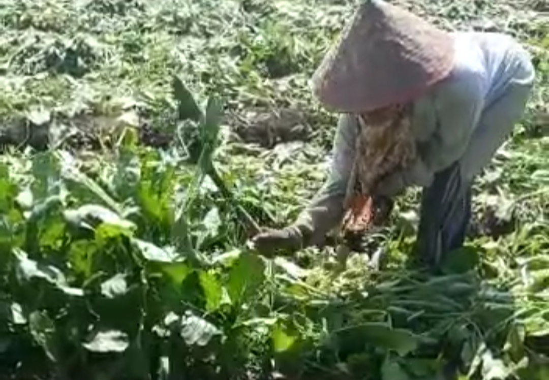 Kecewa Harga Sayur Terjun Bebas, Petani di Lambar Babat Tanaman