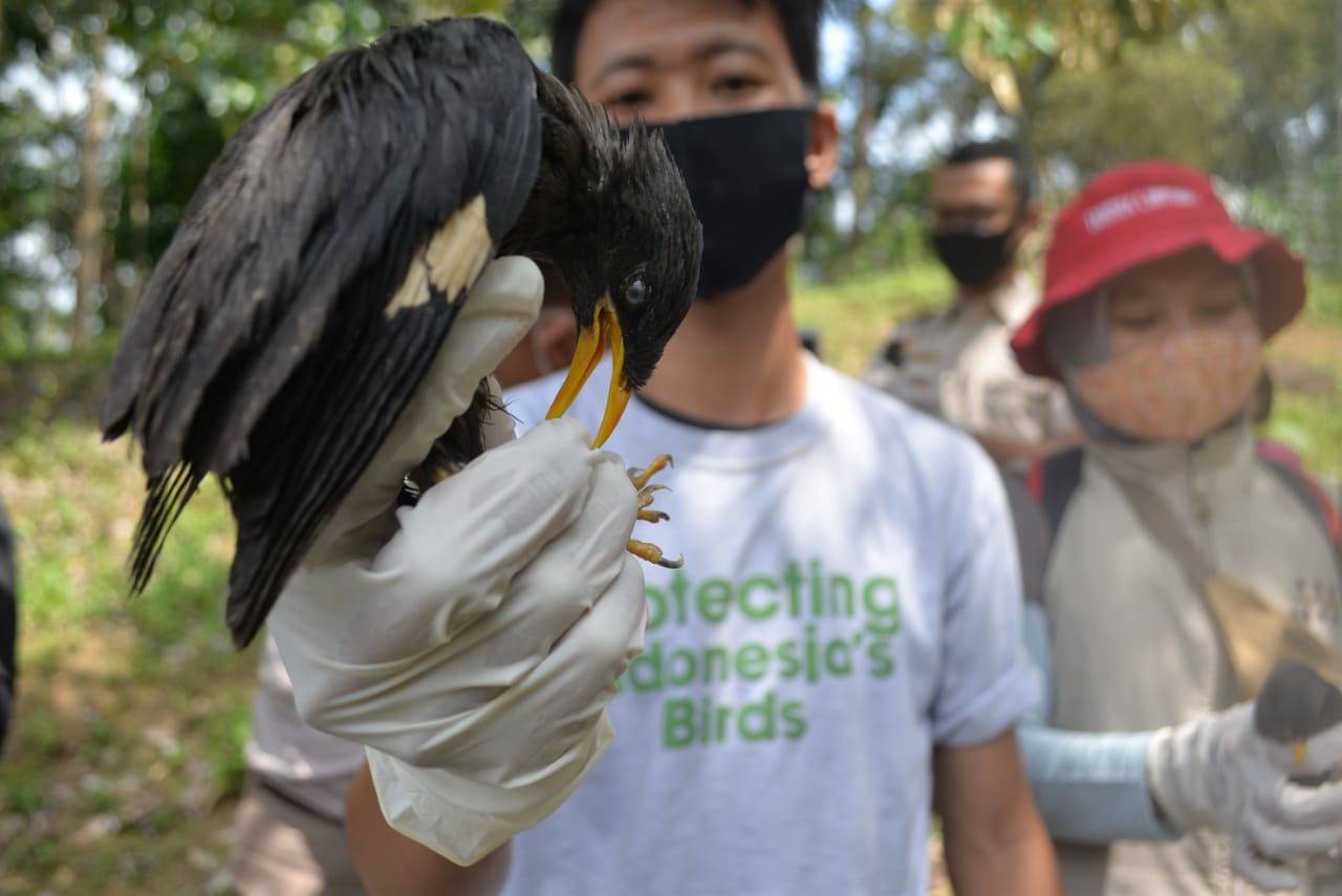 Ratusan Burung Kembali Diamankan, Flight dan Tahura akan Bangun Pos Pemantauan Satwa