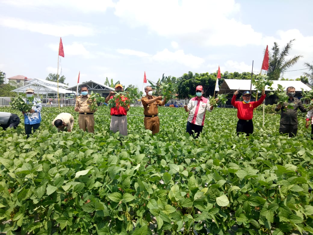 Agrowisata Edamame Polinela Sarana Edukasi Masyarakat Lampung